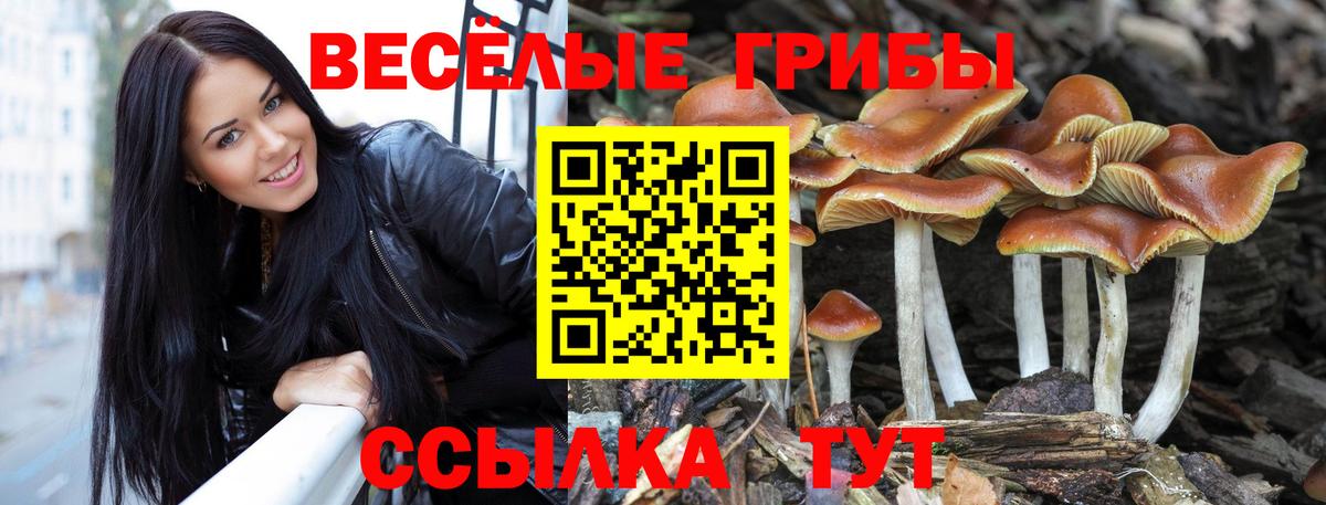 Галлюциногенные грибы Cubensis  Вход с VPN  Кондопога  Псилоцибиновые грибы Cubensis 